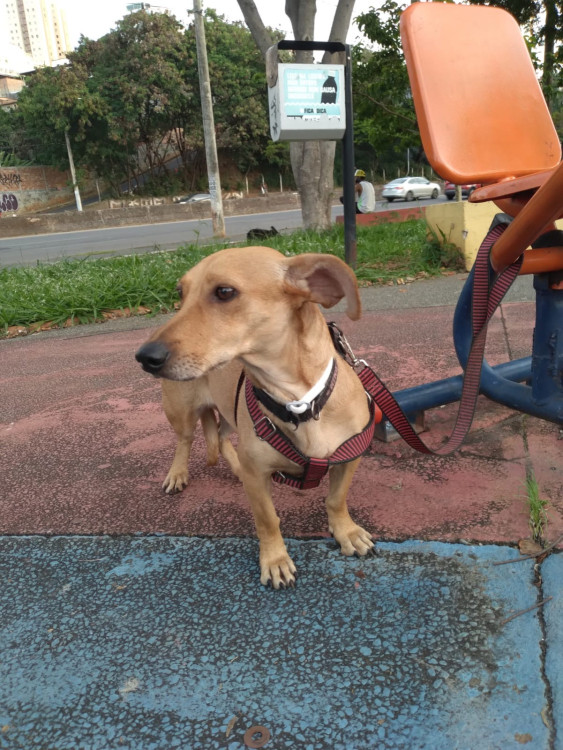 uma-chance-para-doce-nina-adocao-doacao-cachorro-gato-2
