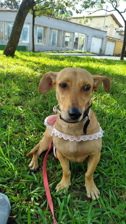 uma-chance-para-doce-nina-adocao-doacao-cachorro-gato-1