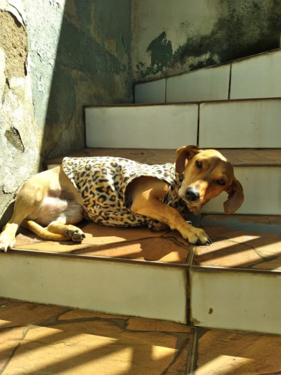 uma-chance-para-doce-nina-adocao-doacao-cachorro-gato-3