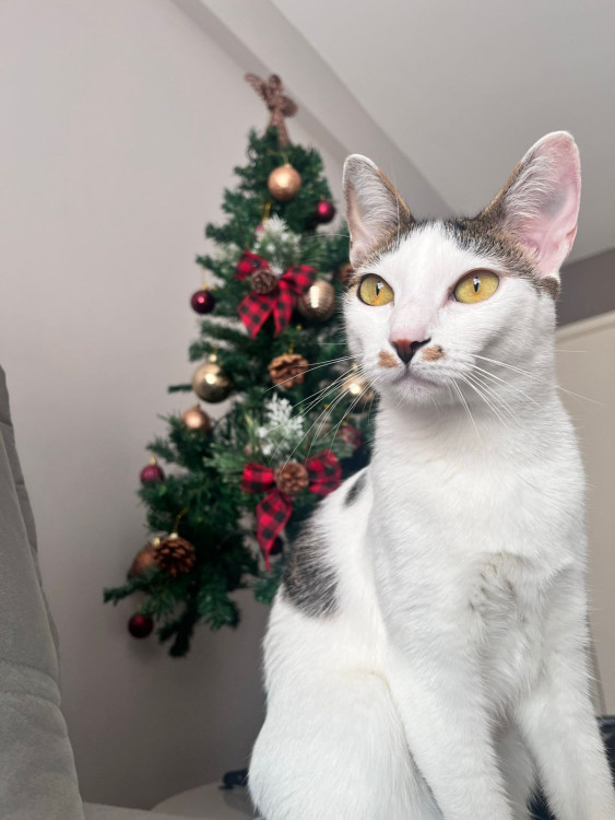 gatinhas-pra-adocao-adocao-doacao-cachorro-gato-0