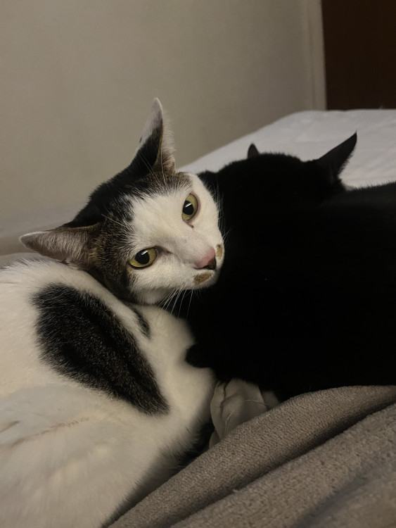 gatinhas-pra-adocao-adocao-doacao-cachorro-gato-4