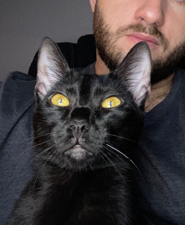 gatinhas-pra-adocao-adocao-doacao-cachorro-gato-2