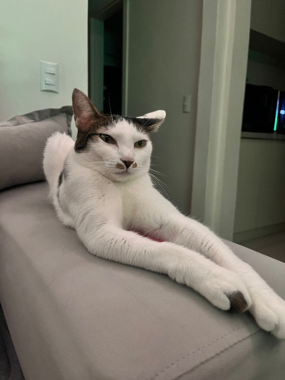 gatinhas-pra-adocao-adocao-doacao-cachorro-gato-3