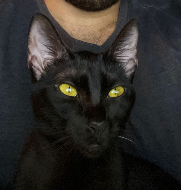 gatinhas-pra-adocao-adocao-doacao-cachorro-gato-1