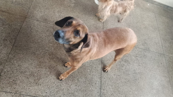 adote-mogli-adocao-doacao-cachorro-gato-0