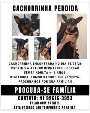 Doa - se cachorra pequeno porte saudável( castrada) e carinhosa. Encontrei no bairro Portão.  Vermifugo, ati pulga e anti carrapato aplicado