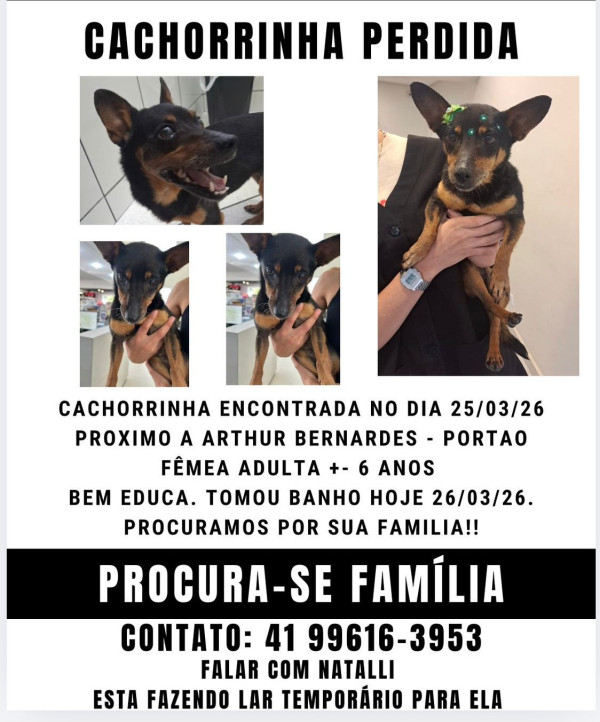 doa-se-cachorra-pequeno-porte-saudavel-castrada-e-carinhosa-encontrei-no-bairro-portao-vermifugo-ati-pulga-e-anti-carrapato-aplicado-adocao-doacao-cachorro-gato-0