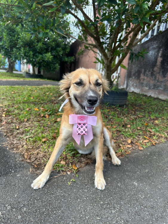 doa-se-mocinha-adocao-doacao-cachorro-gato-4