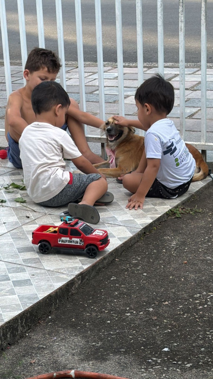 doa-se-mocinha-adocao-doacao-cachorro-gato-2