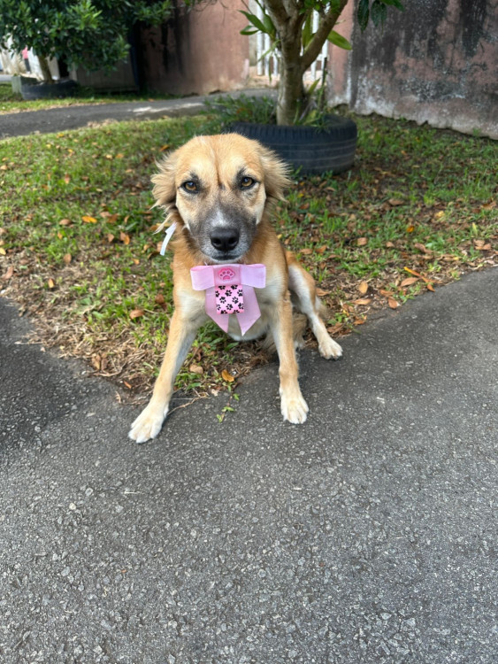 doa-se-mocinha-adocao-doacao-cachorro-gato-0