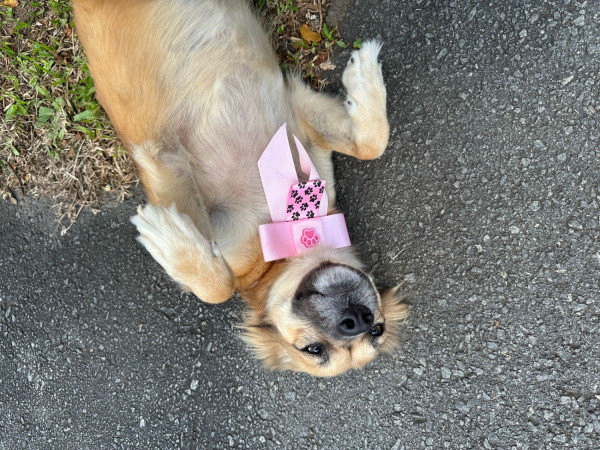 doa-se-mocinha-adocao-doacao-cachorro-gato-1