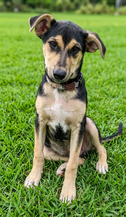 amada-alika-adocao-doacao-cachorro-gato-0