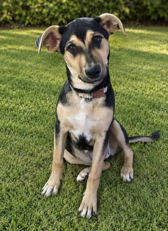amada-alika-adocao-doacao-cachorro-gato-4