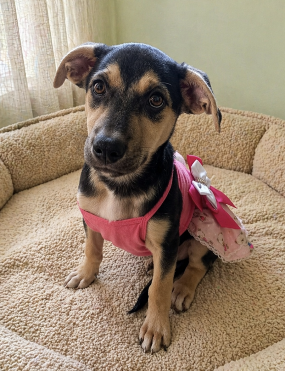 amada-alika-adocao-doacao-cachorro-gato-1