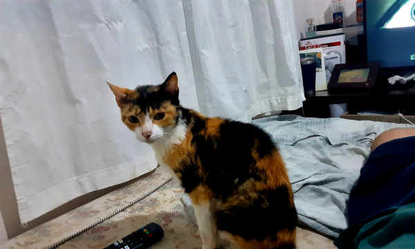 cenoura-adocao-doacao-cachorro-gato-0