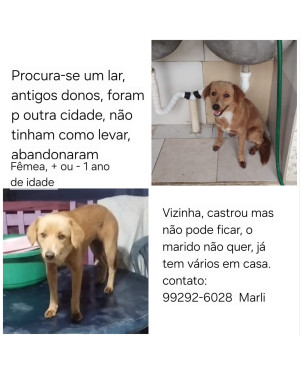Conheça a Nina, ela foi abandonada e agora só quer um lar com muito amor!