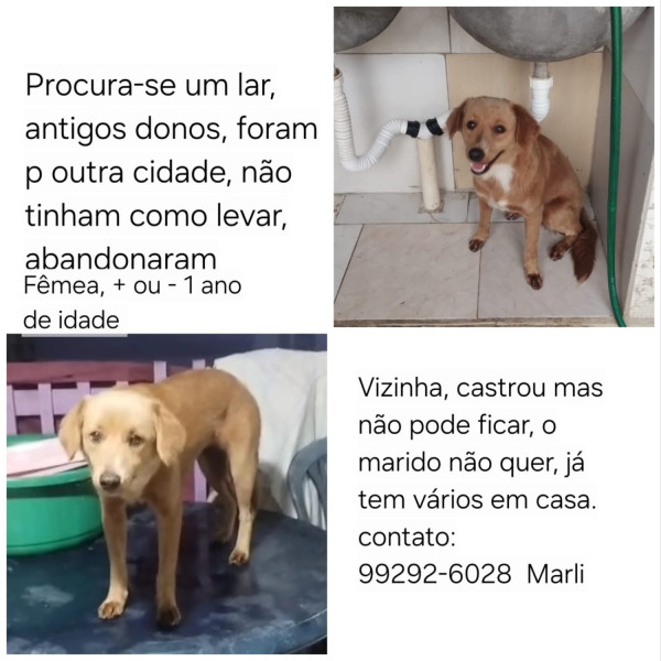 conheca-a-nina-ela-foi-abandonada-e-agora-so-quer-um-lar-com-muito-amor-adocao-doacao-cachorro-gato-0