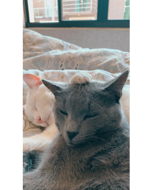 Doação irmãos gêmeos