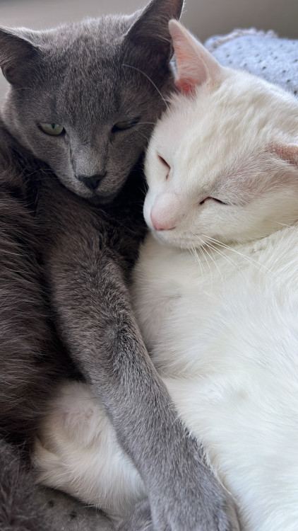 doacao-irmaos-gemeos-adocao-doacao-cachorro-gato-2