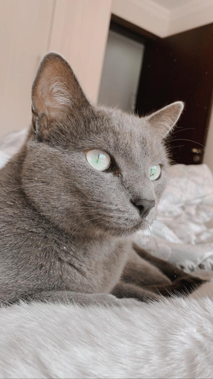 doacao-irmaos-gemeos-adocao-doacao-cachorro-gato-1