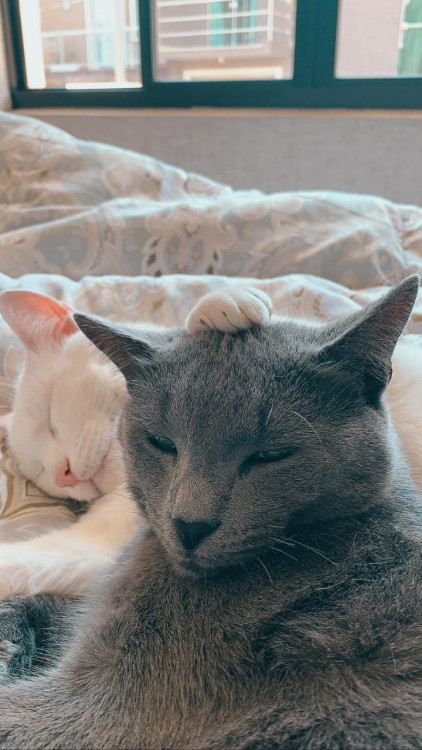 doacao-irmaos-gemeos-adocao-doacao-cachorro-gato-0