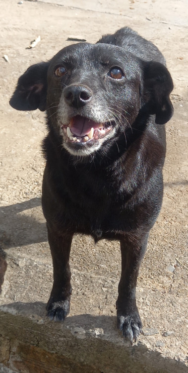 melissa-adocao-doacao-cachorro-gato-0