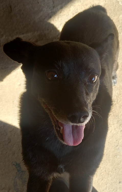 melissa-adocao-doacao-cachorro-gato-1