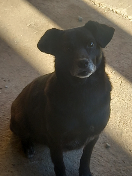 melissa-adocao-doacao-cachorro-gato-2