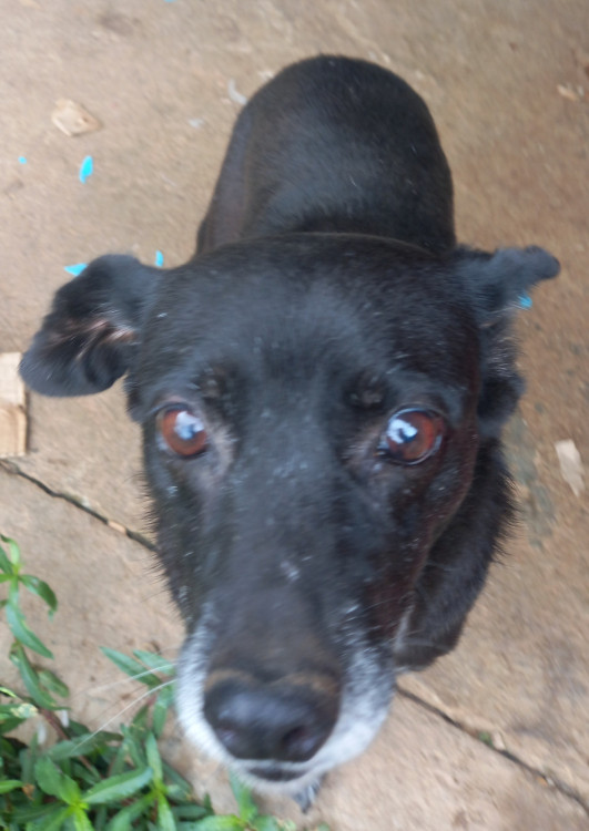 melissa-adocao-doacao-cachorro-gato-3