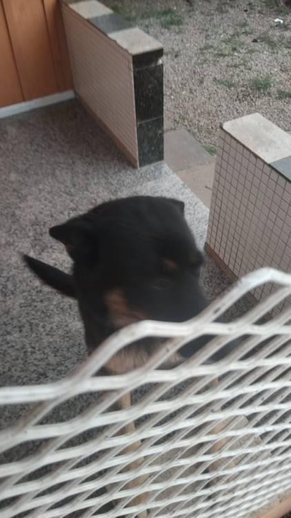 adote-a-fanta-adocao-doacao-cachorro-gato-0