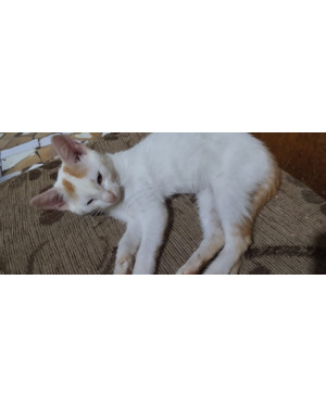 Adoção gatinhas filhote