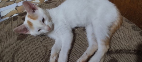 adocao-gatinhas-filhote-adocao-doacao-cachorro-gato-0