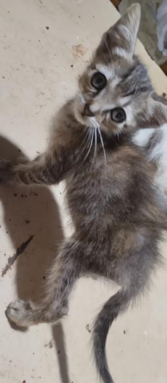 fihote-femea-cinza-adocao-doacao-cachorro-gato-0