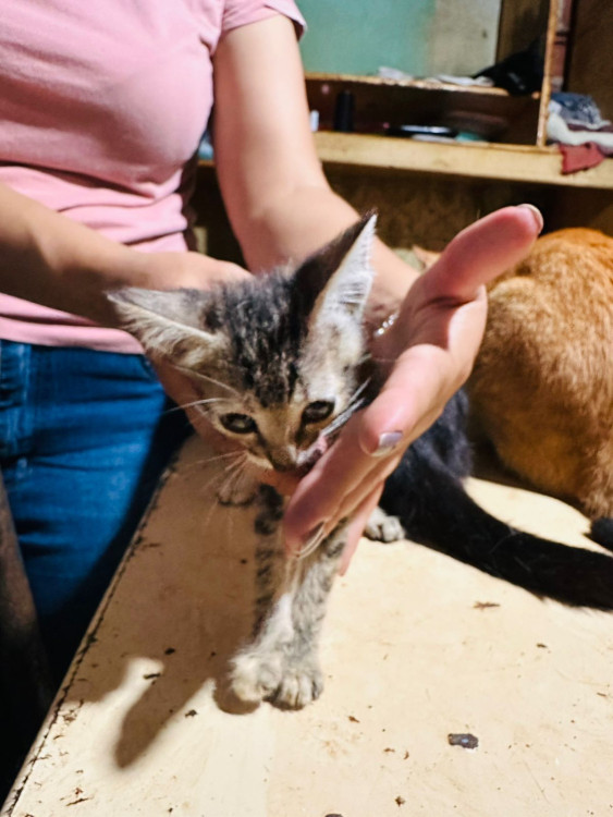 fihote-femea-cinza-adocao-doacao-cachorro-gato-2