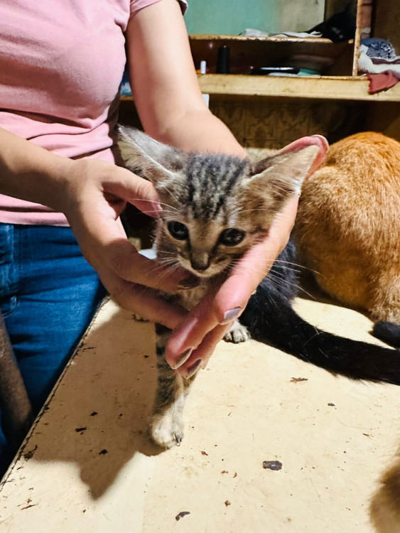 fihote-femea-cinza-adocao-doacao-cachorro-gato-1