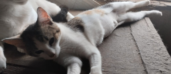 femea-tricolor-adocao-doacao-cachorro-gato-2