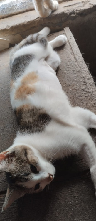 femea-tricolor-adocao-doacao-cachorro-gato-0