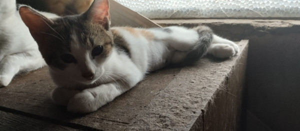 femea-tricolor-adocao-doacao-cachorro-gato-1