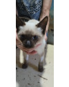 gatinha-siames-filhote-small-1