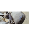 gatinha-siames-filhote-small-2