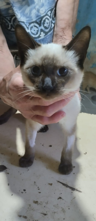 gatinha-siames-filhote-adocao-doacao-cachorro-gato-0
