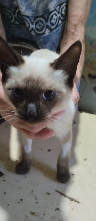 gatinha-siames-filhote-adocao-doacao-cachorro-gato-1