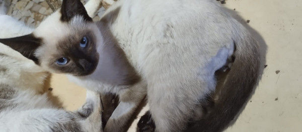 gatinha-siames-filhote-adocao-doacao-cachorro-gato-2