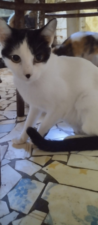 gatinha-branca-adocao-doacao-cachorro-gato-0