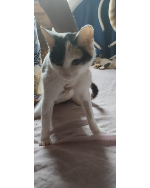 Tricolor fêmea castrada