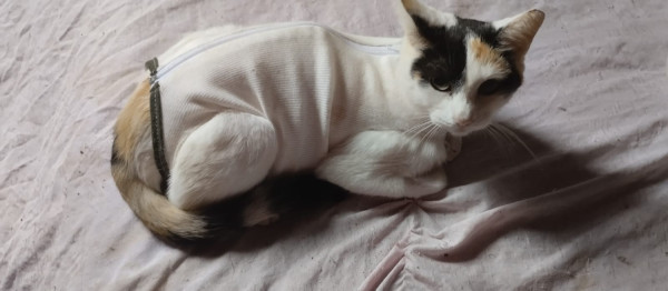 tricolor-femea-castrada-adocao-doacao-cachorro-gato-1