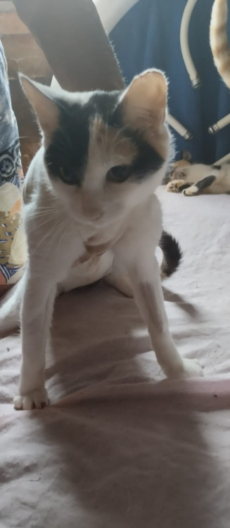 tricolor-femea-castrada-adocao-doacao-cachorro-gato-0