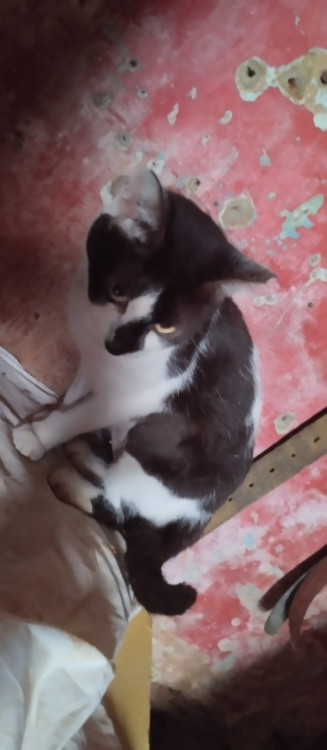 gatinhas-adocao-adocao-doacao-cachorro-gato-2