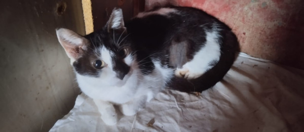 gatinhas-adocao-adocao-doacao-cachorro-gato-0