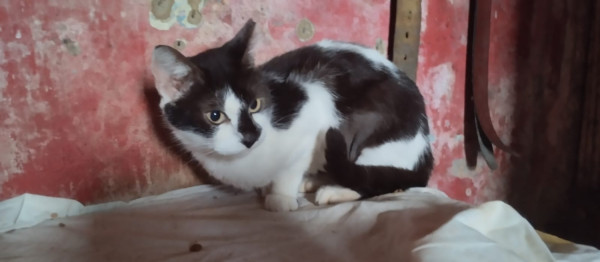 gatinhas-adocao-adocao-doacao-cachorro-gato-1